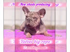 French Bulldog PUPPY FOR SALE ADN-772544 - BIG ROPE Fluffy Carrier FRENCH