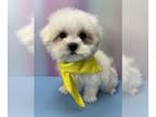 Maltese PUPPY FOR SALE ADN-772449 - Maltese Puppy For Sale