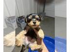 Yorkshire Terrier PUPPY FOR SALE ADN-772175 - Beautiful Black and Brown Yorkie