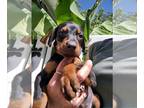 Doberman Pinscher PUPPY FOR SALE ADN-772090 - Doberman puppy