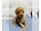 F2 Aussiedoodle PUPPY FOR SALE ADN-772039 - Mini Ausdiedoofle puppys