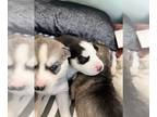 Siberian Husky PUPPY FOR SALE ADN-771989 - Husky puppy for sale