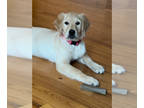 Golden Retriever DOG FOR ADOPTION ADN-772261 - Female Golden Retriever for