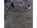 12 chickens and 3 roosters for sale