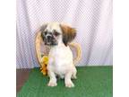 Shih Tzu Puppy for sale in Stratford, WI, USA