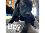 Labrador Retriever Puppy for sale in Richmond, NH, USA