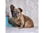 French Bulldog Puppy for sale in Palm Beach, FL, USA