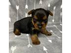 Yorkshire Terrier Puppy for sale in Elkin, NC, USA