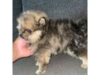 Pomeranian Puppy for sale in Fresno, CA, USA