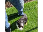 Miniature Australian Shepherd Puppy for sale in Taylor, AZ, USA