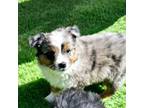 Miniature Australian Shepherd Puppy for sale in Taylor, AZ, USA