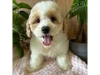 Maltipoo Puppy for sale in West Point, IA, USA