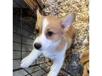 Pembroke Welsh Corgi Puppy for sale in Trenton, NJ, USA