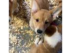 Pembroke Welsh Corgi Puppy for sale in Trenton, NJ, USA