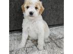 Goldendoodle Puppy for sale in Glenwood, MN, USA