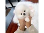 Cotton Candy Female Pomeranian