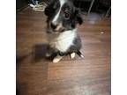 Shetland Sheepdog Puppy for sale in Fletcher, OH, USA