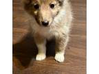 Shetland Sheepdog Puppy for sale in Fletcher, OH, USA