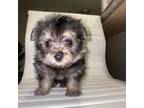 Shih Tzu Puppy for sale in York, PA, USA