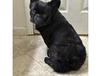 French Bulldog Puppy for sale in Galion, OH, USA