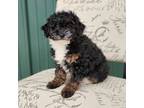 Mutt Puppy for sale in Rock Valley, IA, USA