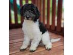 Mutt Puppy for sale in Rock Valley, IA, USA