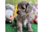 Mutt Puppy for sale in West Point, MS, USA