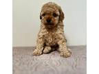 Poodle (Toy) Puppy for sale in West Point, MS, USA