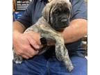 Great Dane Puppy for sale in Lincoln, NE, USA