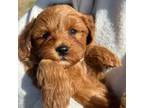 Goldendoodle Puppy for sale in Springfield, MO, USA