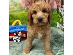 Mutt Puppy for sale in Boonville, NC, USA