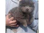 Chow Chow Puppy for sale in Potosi, MO, USA