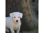 Parson Russell Terrier Puppy for sale in Cleburne, TX, USA