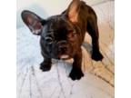 French Bulldog Puppy for sale in Wilmington, CA, USA