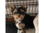 Yorkshire Terrier Puppy for sale in Wausau, WI, USA