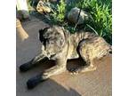 Cane Corso Puppy for sale in Shingletown, CA, USA