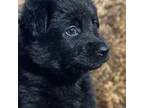 German Shepherd Dog Puppy for sale in Bayfield, CO, USA