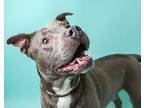 Maverick American Pit Bull Terrier Adult Male