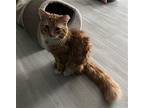 Archie Domestic Longhair Male