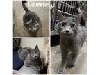 Laverne Domestic Shorthair Adult Female