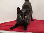 Sir Isaac Mewton Domestic Shorthair Adult Male