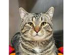 Chester Domestic Shorthair Adult Male