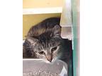 Frida Domestic Shorthair Adult Female