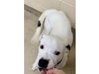 Truck American Bulldog Young Male