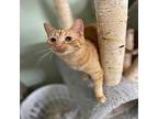 Lance Domestic Shorthair Kitten Male