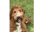 Daisy Doodle Poodle (Standard) Adult Female