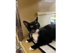 Faith Domestic Shorthair Adult Female