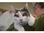 Lexi Domestic Shorthair Young Female
