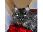 Raye Domestic Mediumhair Adult Female