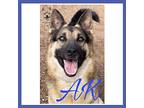 AK German Shepherd Dog Adult Male